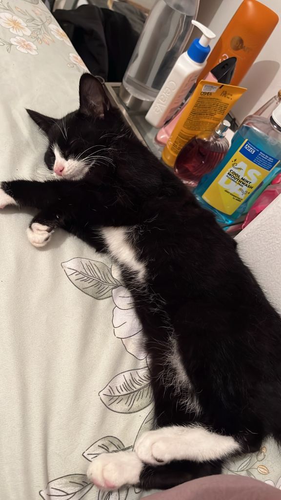 Lovely tuxedo kitten 