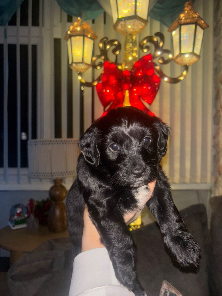 Cockapoo/Yo-Chon Puppies 