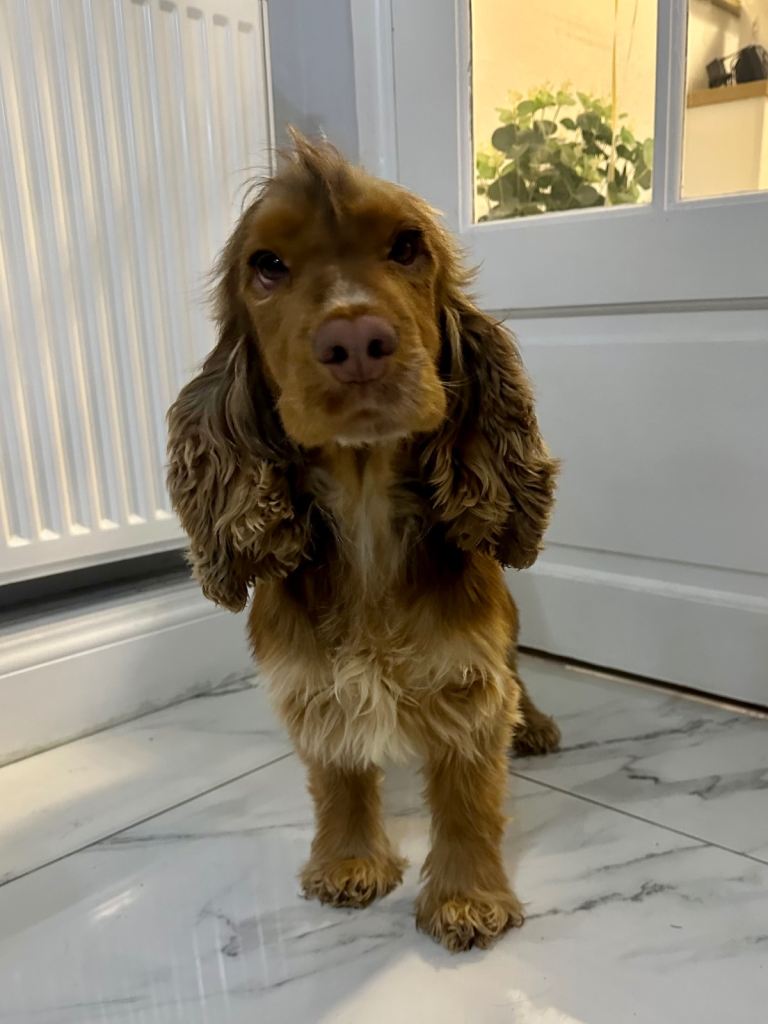 Chocolate sable show type cocker spaniel 
