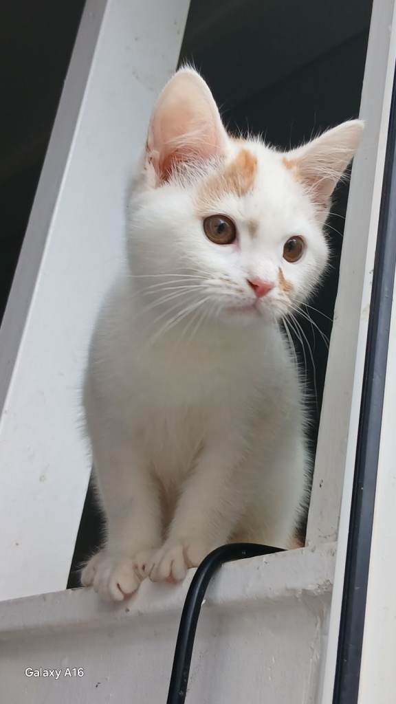 Gorgeous and playful male kitten for sale in Croydon