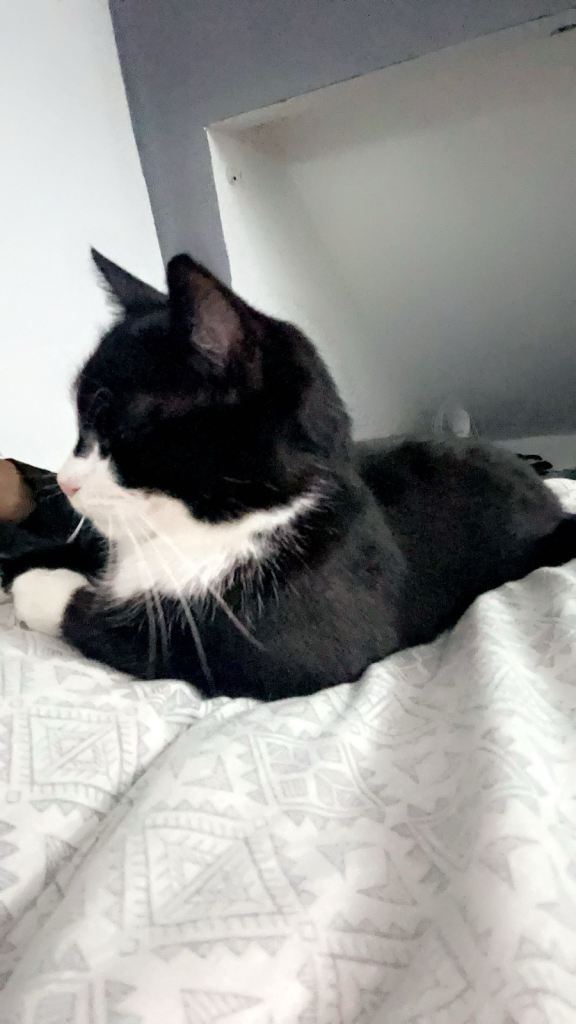 sold :((. Beautiful, Sweet & Well-Behaved Cat – Urgent Loving Home Needed ! 