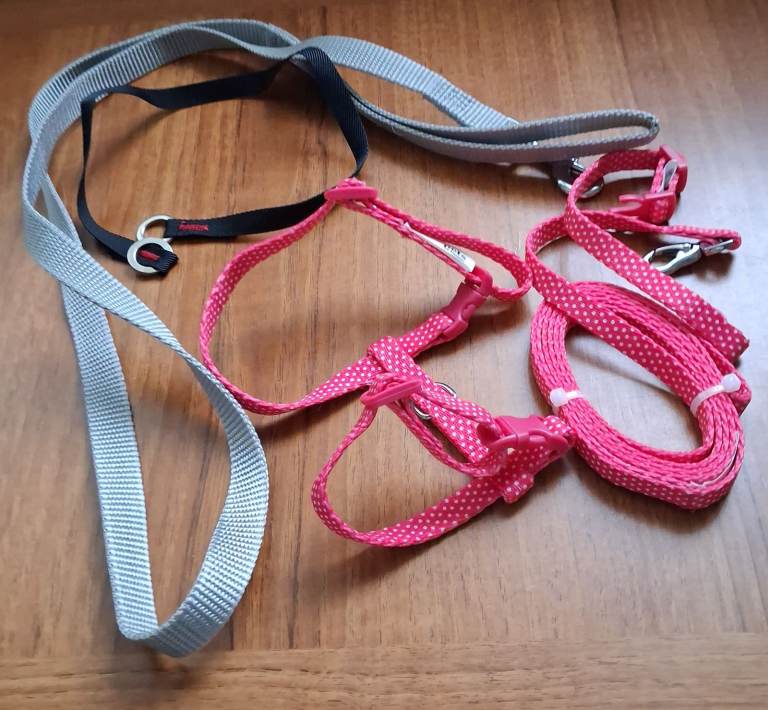 Kitten Harness and assorted leads.