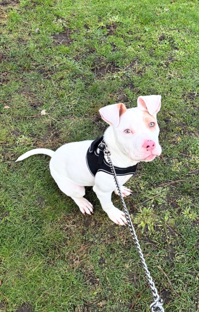 Handsome White Staffordshire Bull Terrier Boy – Loving Home Wanted