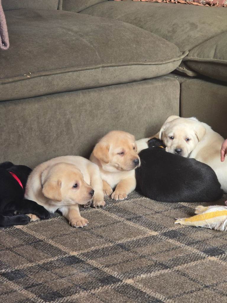 Kc registered labrador retriever