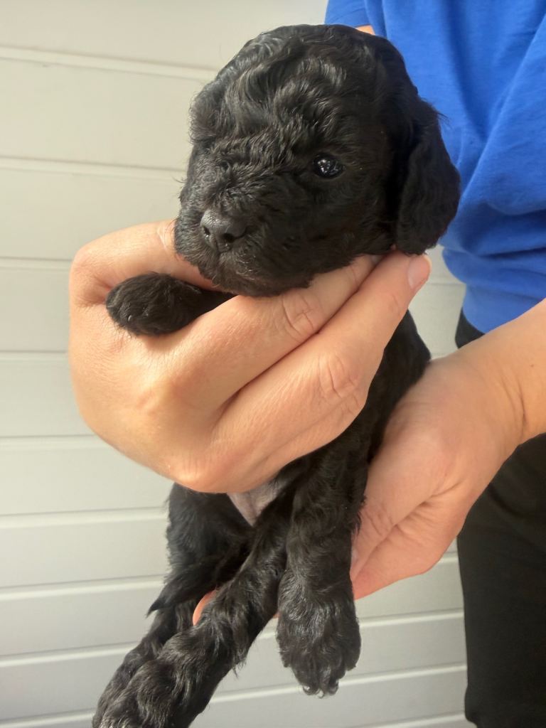 Final pup! Gorgeous F1B Toy Cockapoo puppies 