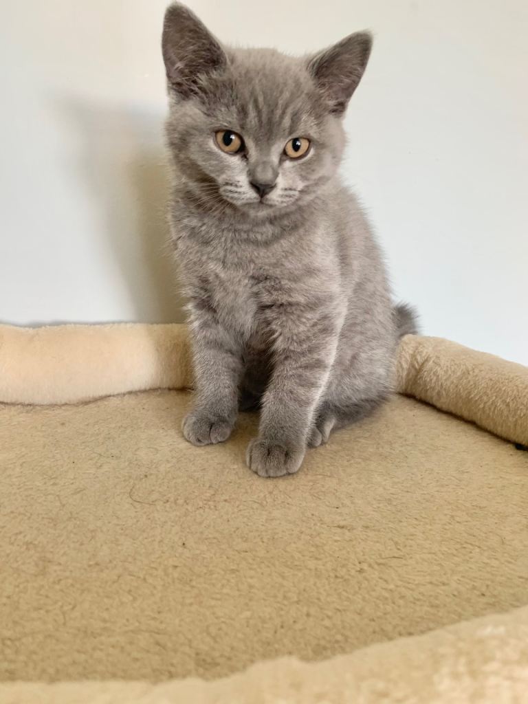 Pure British blue shorthaired kittens health tested 