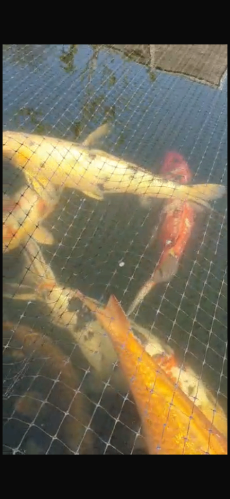 Big Japanese Koi Fish