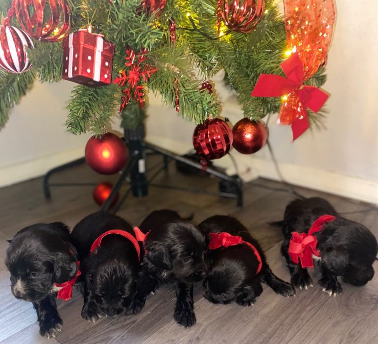 Cocker spaniel puppies 