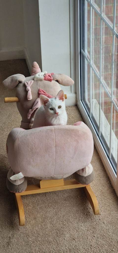Lovely white cat
