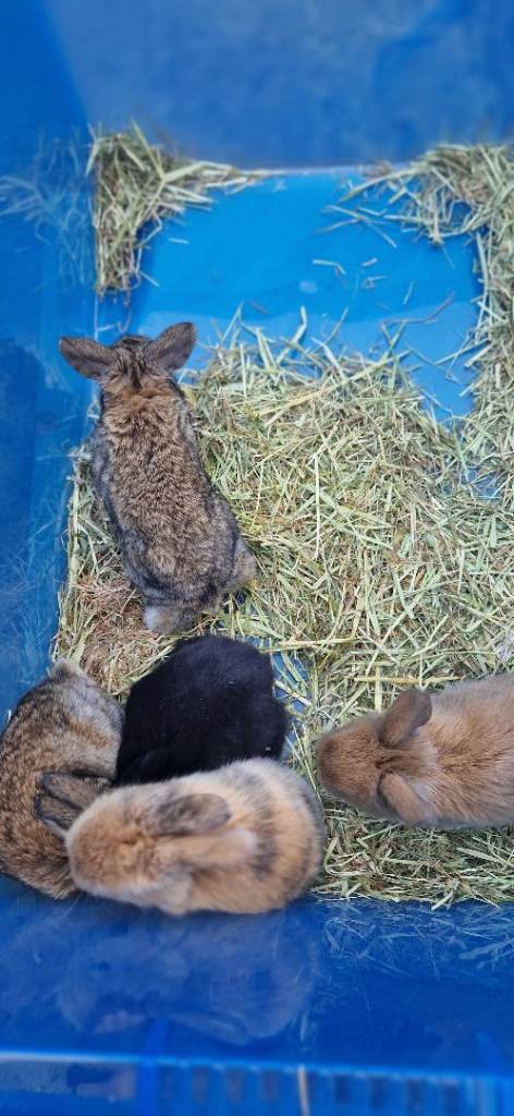 Mini lop rabbit for sale