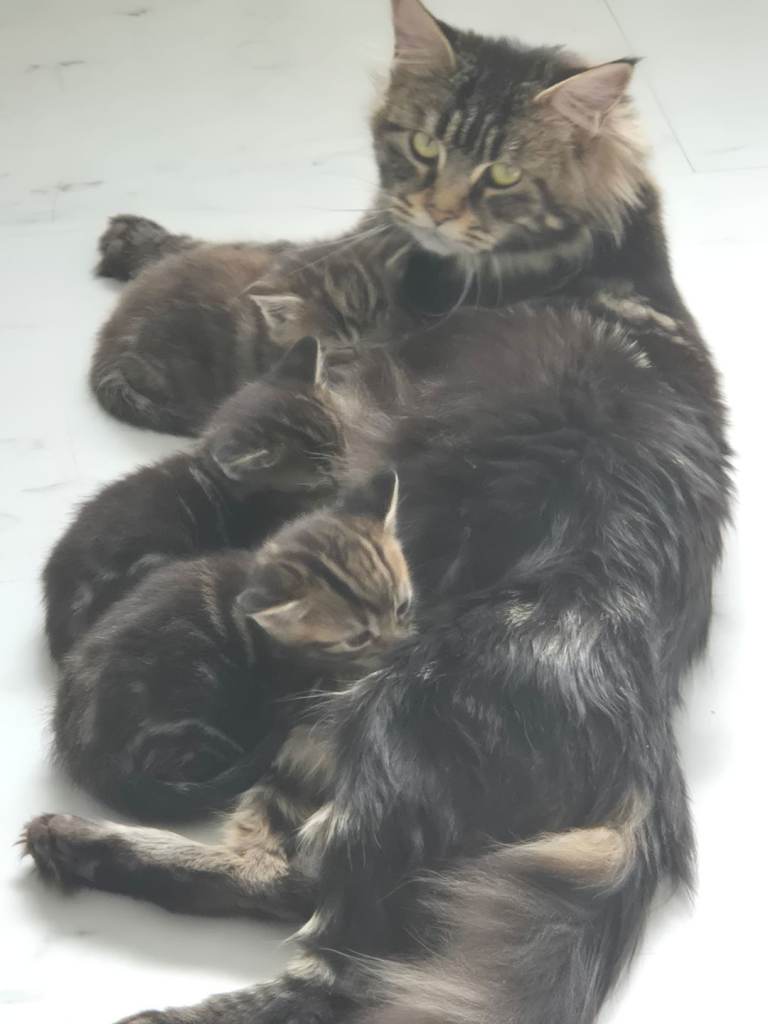 Beautiful Maine Coon X Ginger Kittens - Forever Homes