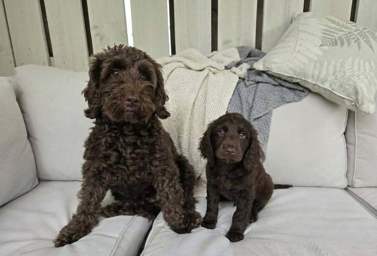 Cockapoo puppies  