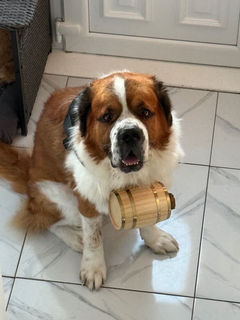 Rehoming Saint Bernard and Pug 
