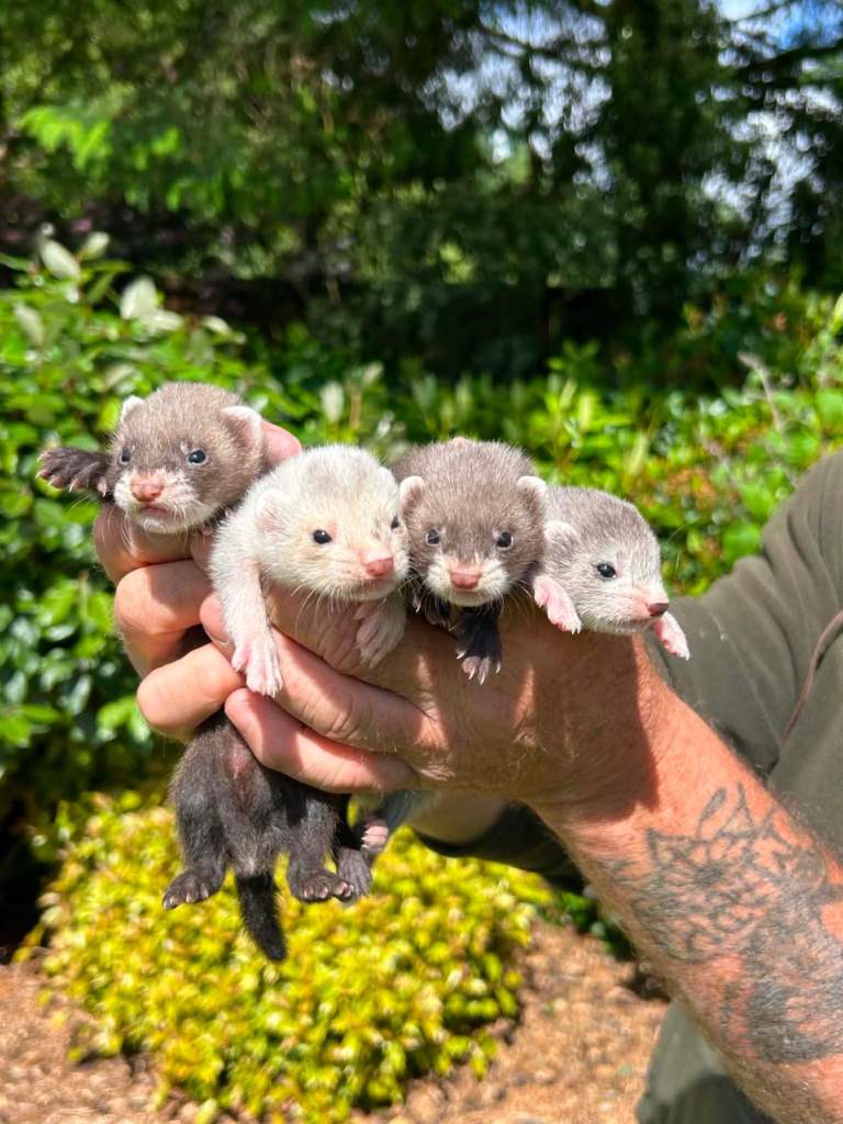 Ferrets for sale 