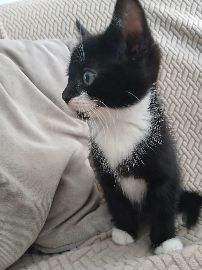 Tuxedo kitten