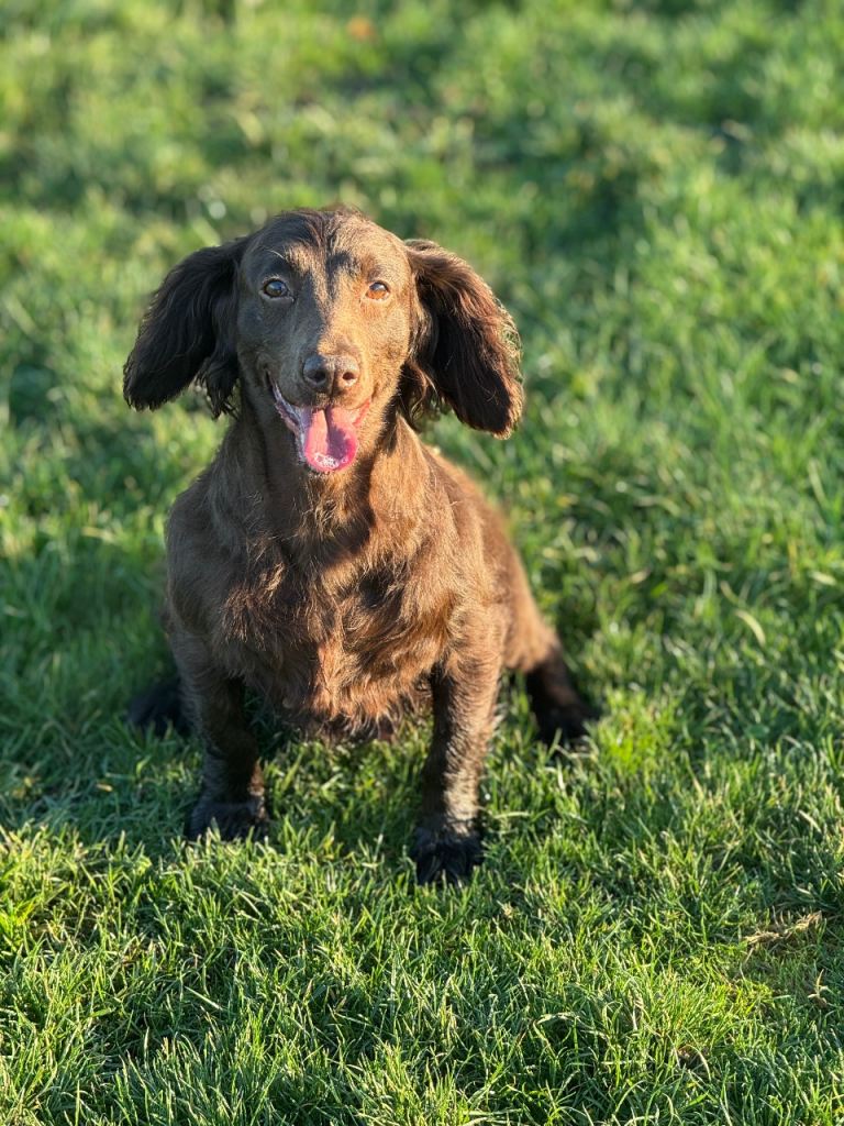 Cocker spaniel female