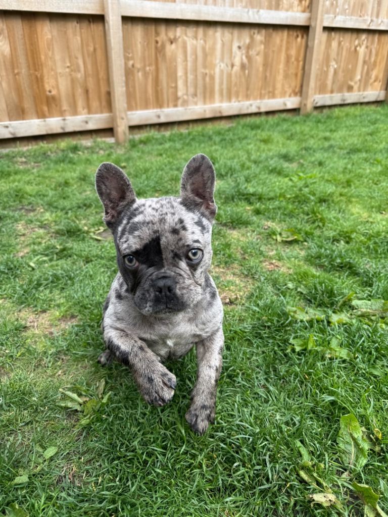 French Bulldog