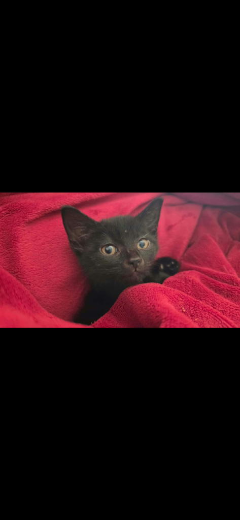 lovely black female kitten looking for their new homes 