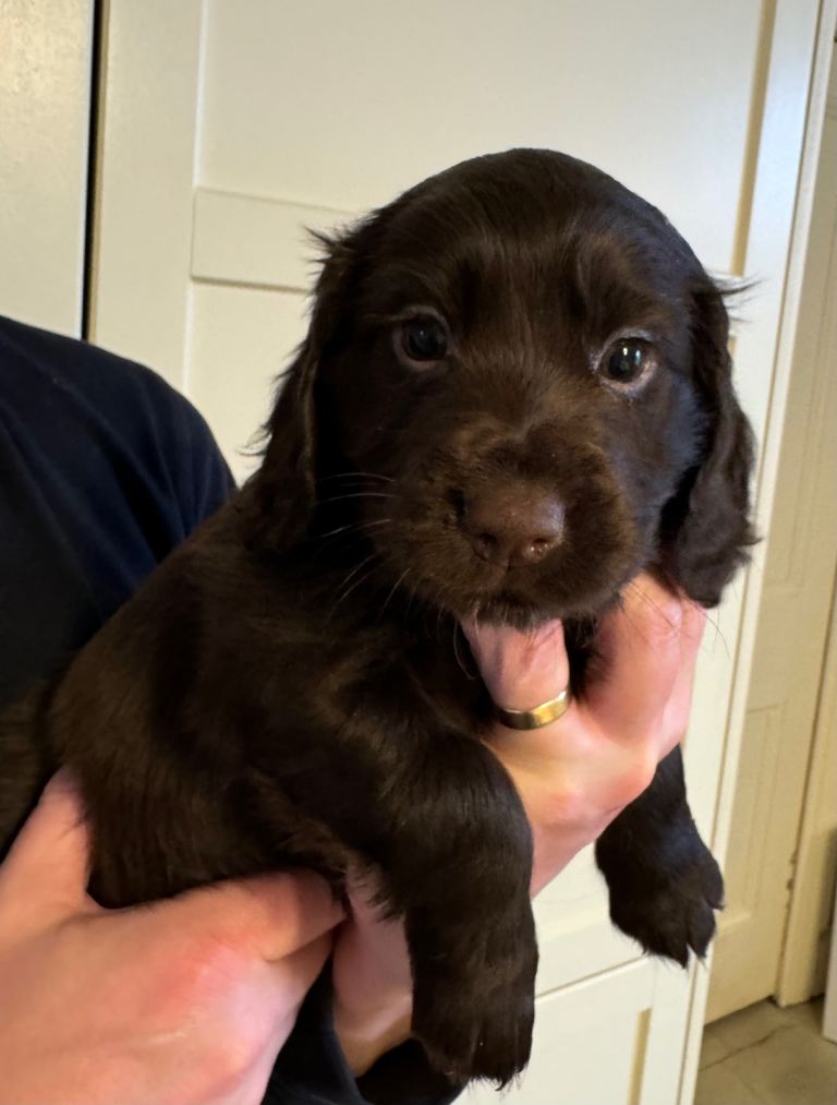 KC registered Cocker Spaniel puppies 