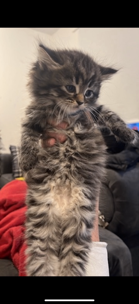 Chunky Norwegian Forest Cross Kittens