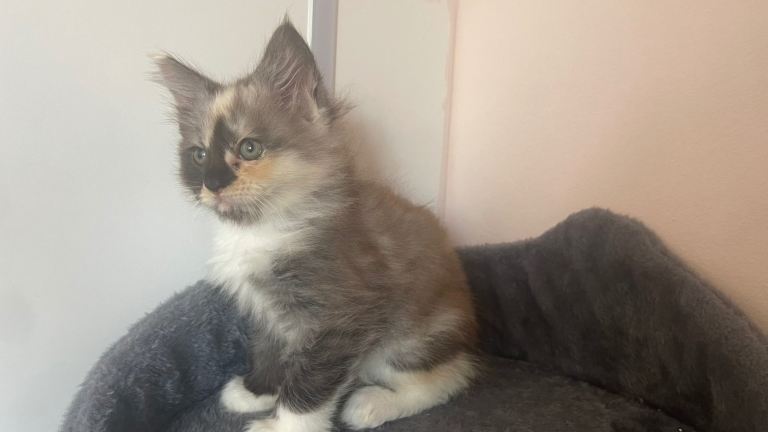 Maine coone x kittens for sale 