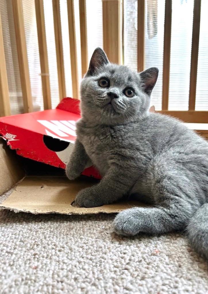 Gorgeous Kittens