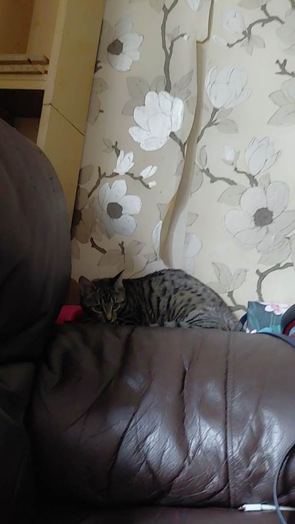Cat (NEED TO BE RE HOMED ASAP)