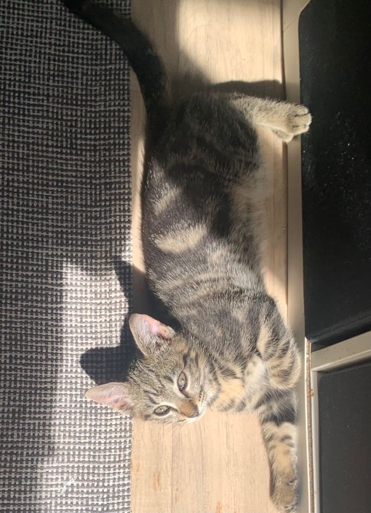Lovely 12 week old tabby girl kitten 
