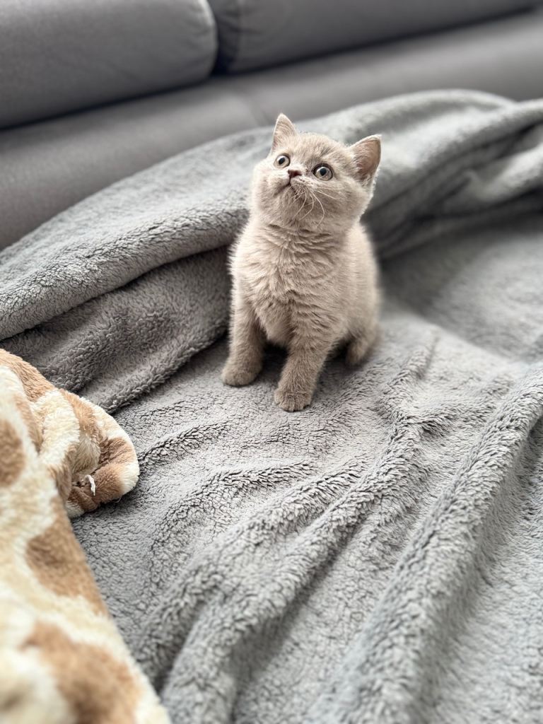  British Shorthair Kittens  LAST TWO BOYS