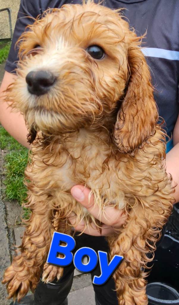 Litter of Cockapoo's 