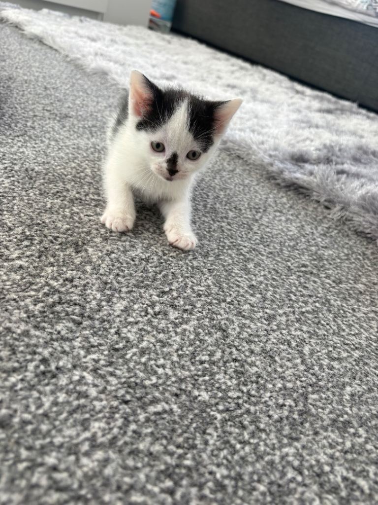 Kittens to go 