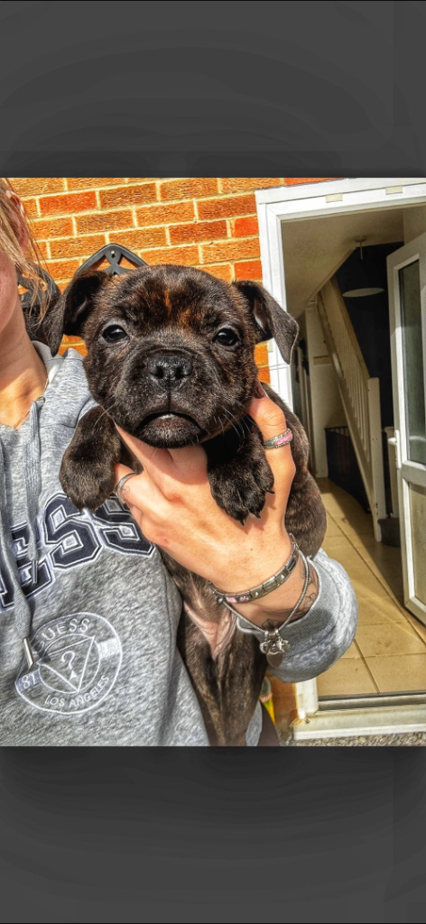 6 beautiful Staffordshire bull terrier puppys
