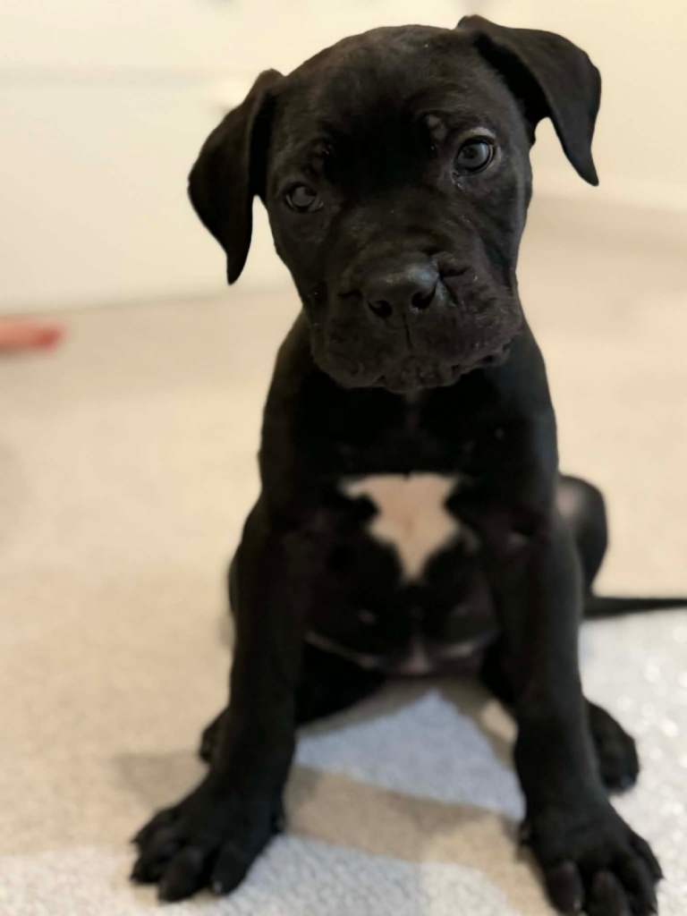 Cane Corso female puppy for sale – 9 weeks old