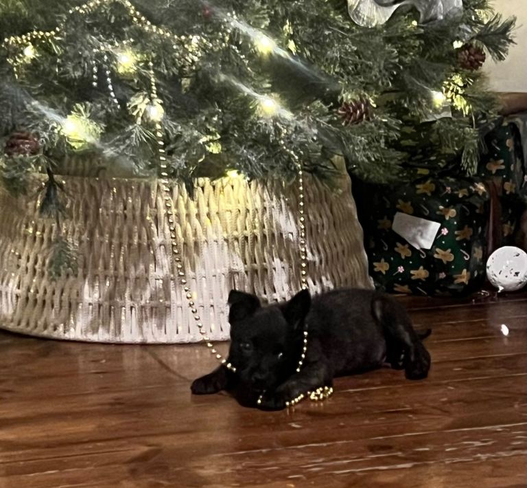 Belgium Mali x shepherd 