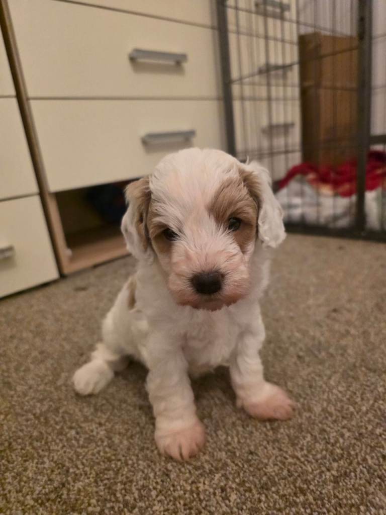 2 beautiful cockapoos puppies left 