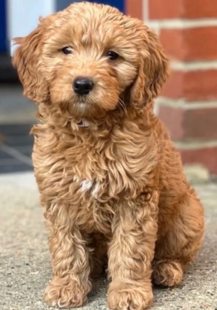 Goldendoodles pups 
