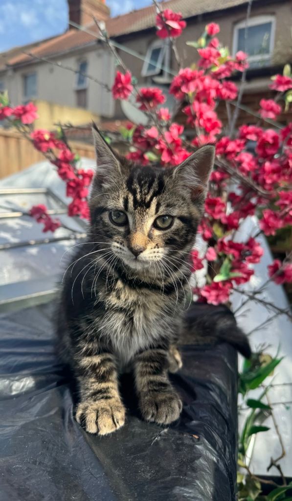 MALE TABBY KITTEN FOR SALE