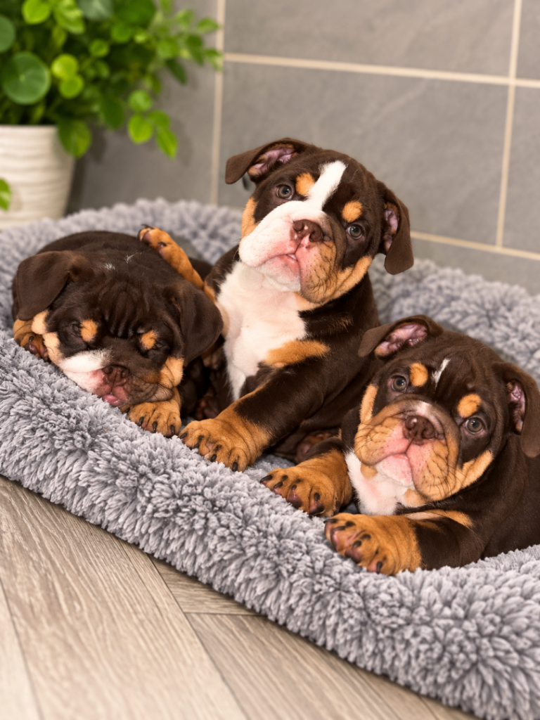KG REGISTERED ENGISH BULLDOGS 