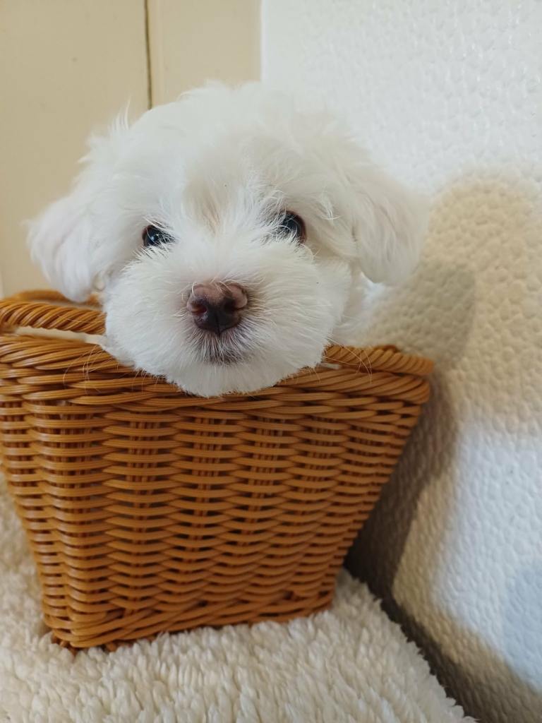 Beautiful Bichon Maltese Girl Puppy – Chipped & Potty Trained