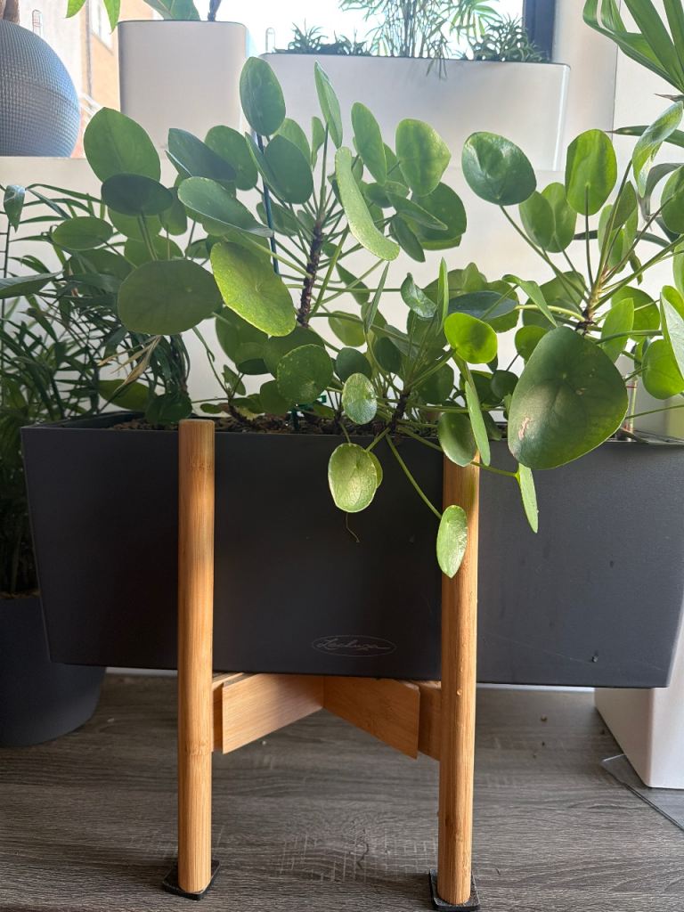 Chinese money plants in Lechuza pot