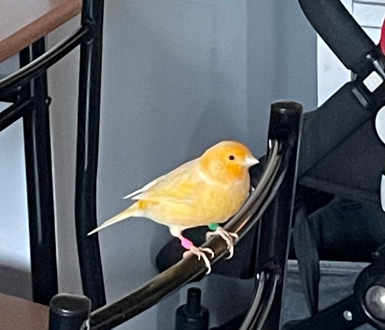 Canary cocktail budgie 