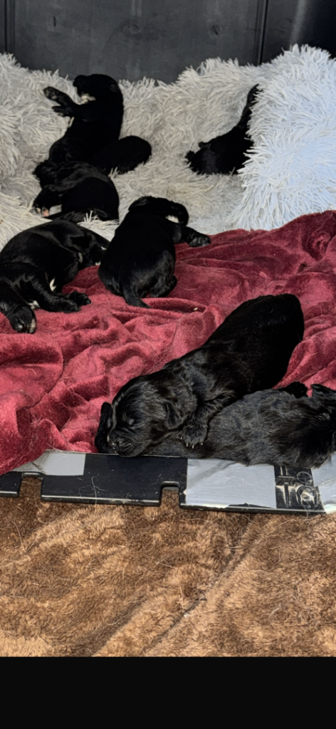 German shepherd cross springer 