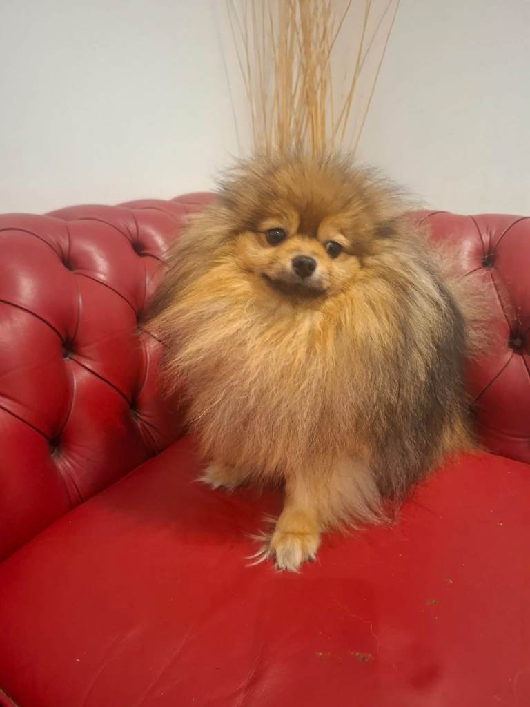 Beautiful Pomeranians for Sale 