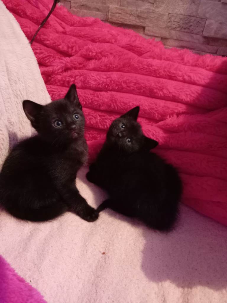 Beautiful black kitten (reserved atm) 
