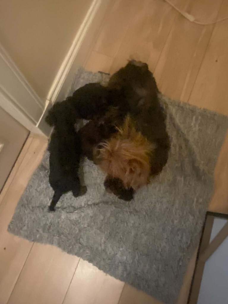 Yorkshire Terrier Puppies