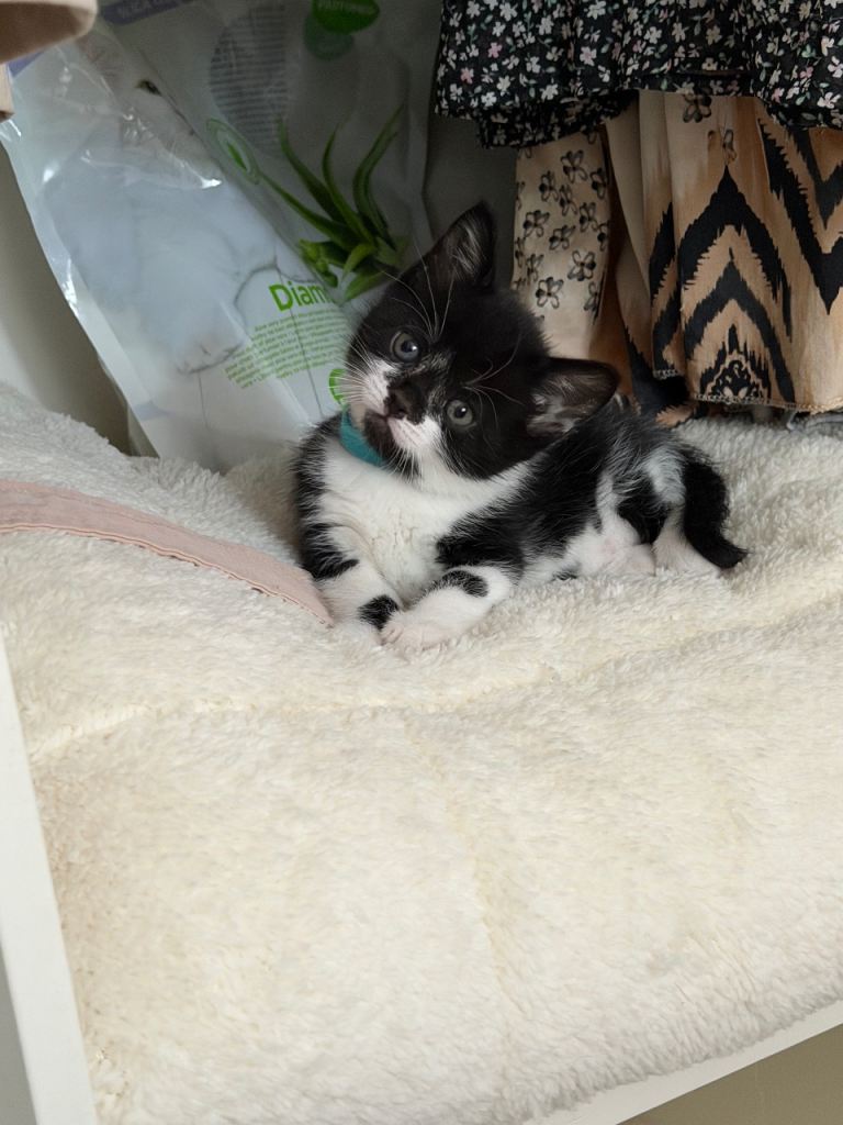 Half mixed British short hair kittens 