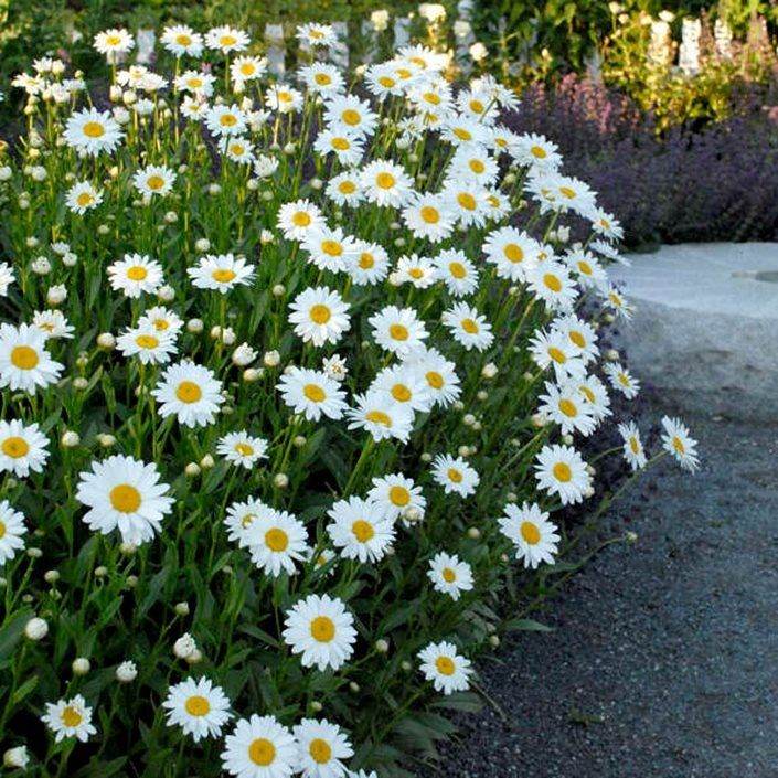 🌟DAISY SHASTA (large white blooms) potted plants, from £2 each or 3 for £5