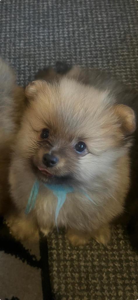 6 Pomeranian puppies 