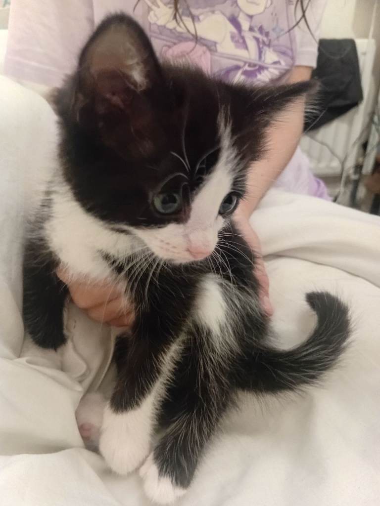 Adorable Kittens Looking for Forever Homes