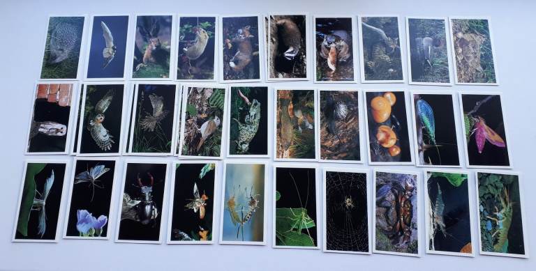 Grandee Cigar Cards - Vintage rare - Britain's Nocturnal Wildlife - One complete Set